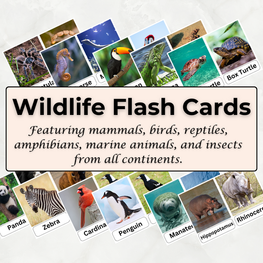 Wildlife Flashcards – Wild Animal Printable PDF Flash Cards for Teachers & Educators