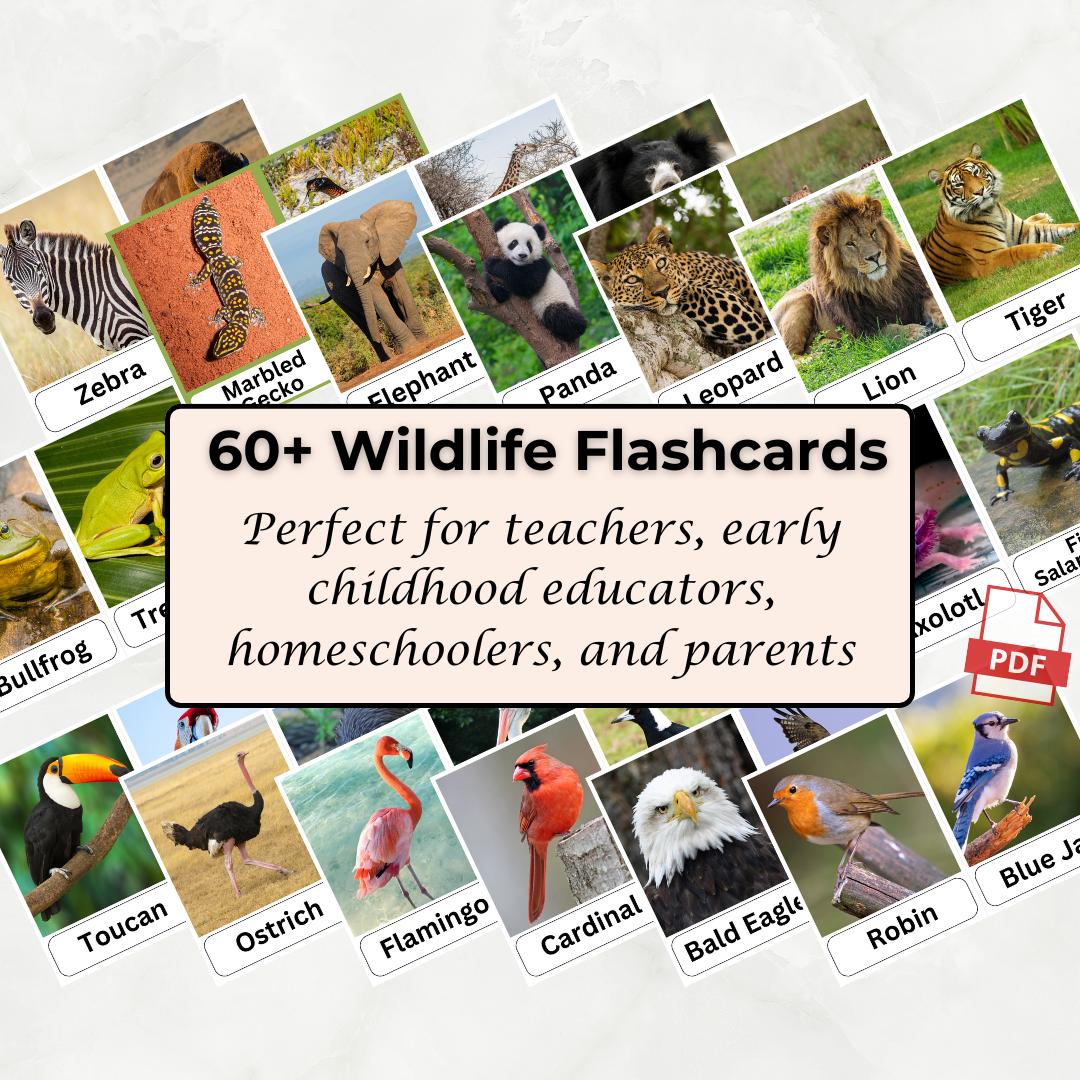Wildlife Flashcards – Wild Animal Printable PDF Flash Cards for Teachers & Educators