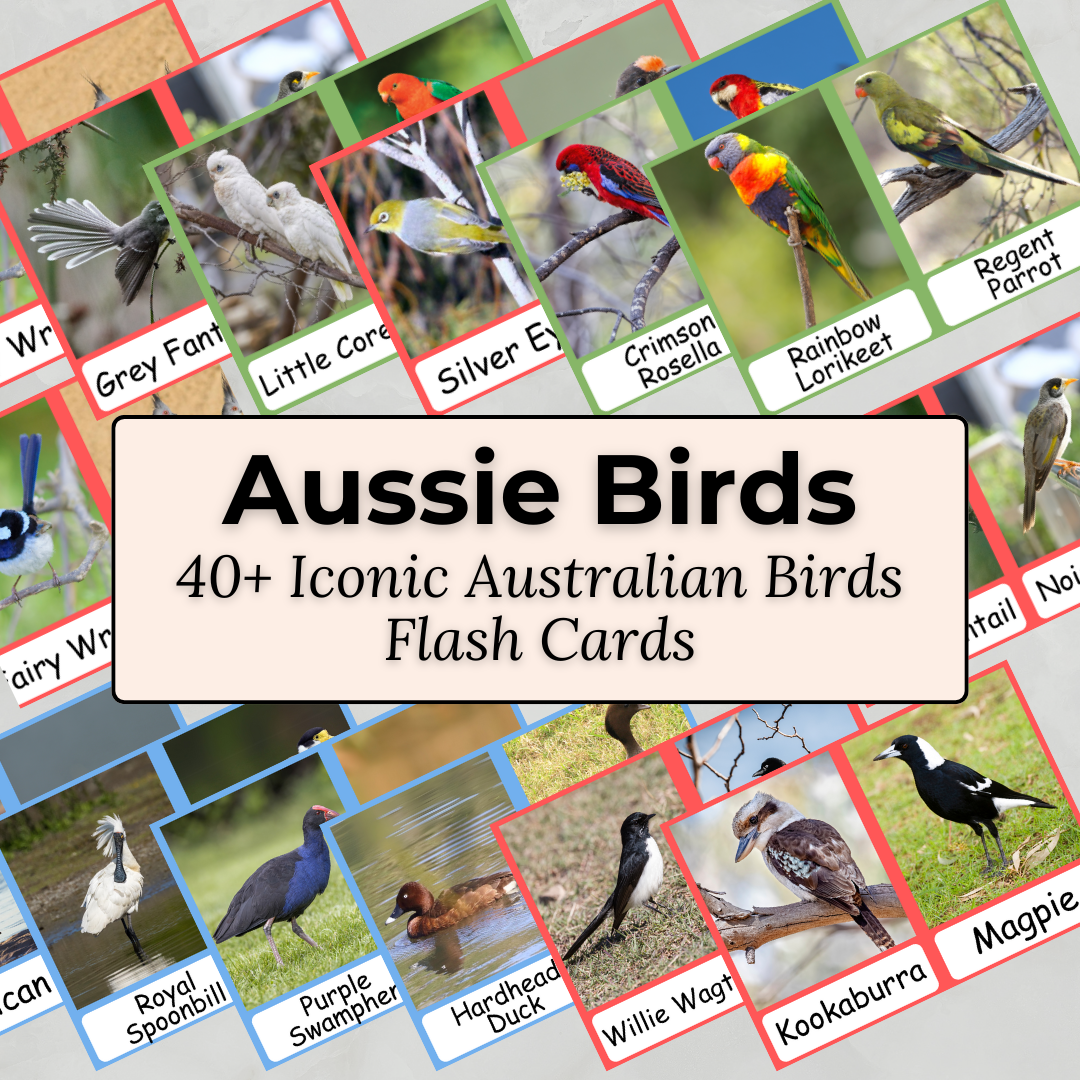 Australian Birds - Printable PDF Flashcard Set