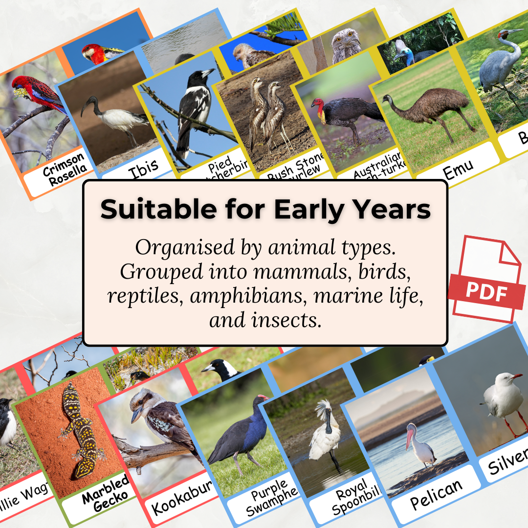 Australian Birds - Printable PDF Flashcard Set