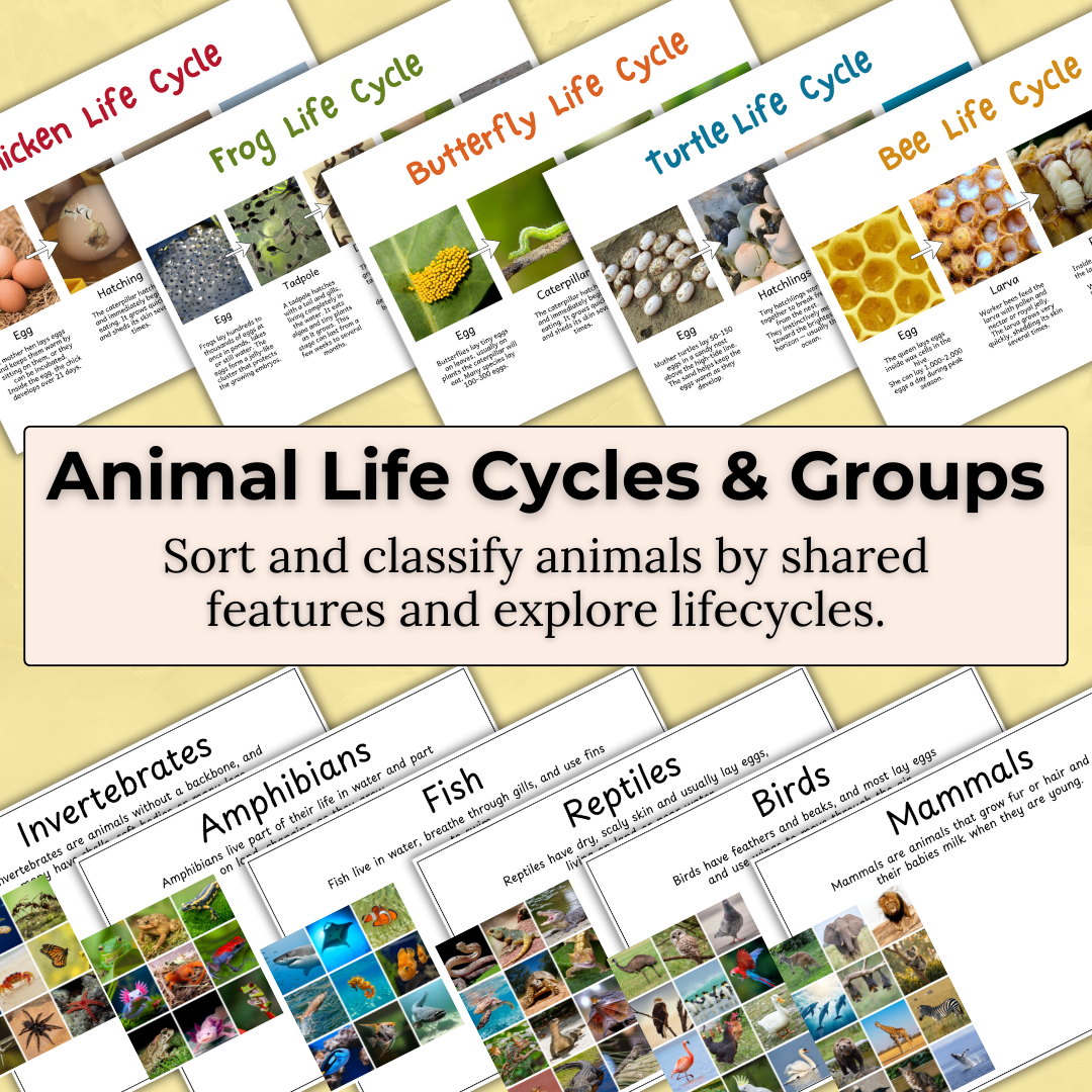 Animal Inquiry Pack – Animals, Habitats & Life Cycles Learning Resource Early Childhood
